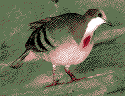 a bleeding heart